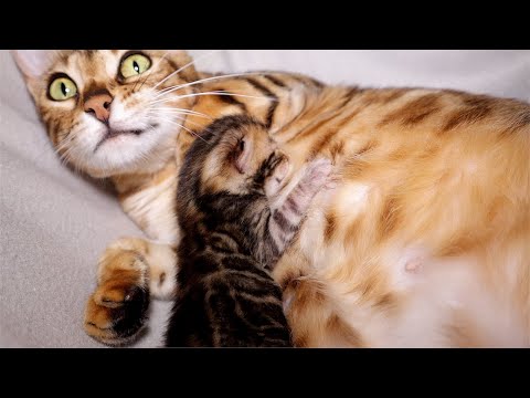 Mother Cat has a Big Smile on her face while Nursing