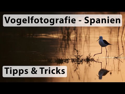 Vogelfotografie in Spanien - Tipps und Tricks (VLOG - Stelzenläufer im Gegenlicht und Grasmücken)