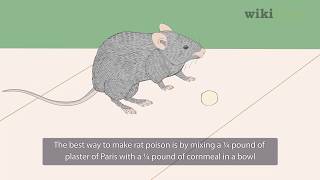 How to Make Rat Poison
