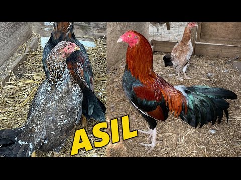 Pure Asil Kelso Sweater - Xavier Rodriguez Barrios Farm | Beautiful Birds