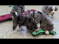Mini Bernedoodle dogs for sale: Keegan - Video 1