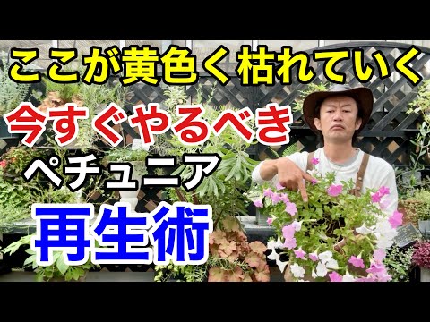 園芸 ペルシャヒョウモン