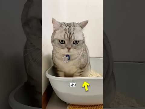 Ez a macska azt hitte, hogy a tojás az övé… 🤯❤️