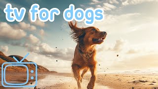 Dog TV! How to Relax My Dog with Calming Music!