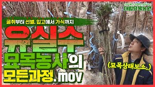고소득 작목 유실수 입고에서 가식까지 묘목 작업 과정을 공개합니다 [대림묘목농원_유실수]