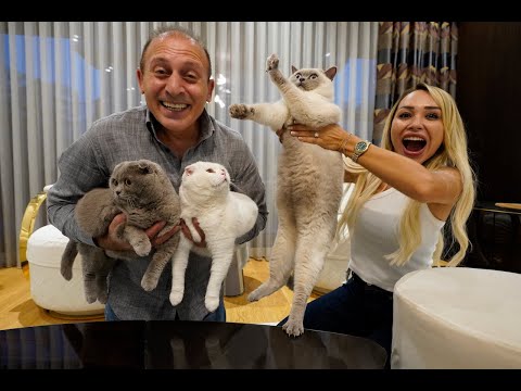 Kedilerimize Kavuştuk ! Yeni Kedi Evi Hazırladık !?