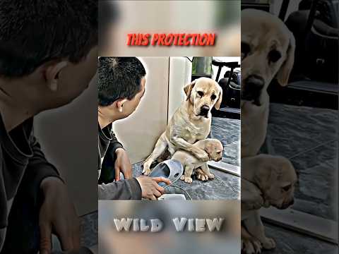 Other Dogs Protection vs THE LAST DOG 💀