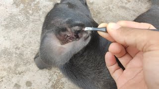 Ticks booboo #ticks #dog #cuteanimals #pets #animals