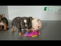 Mixed Breed dogs for sale: Muffin - Video 1