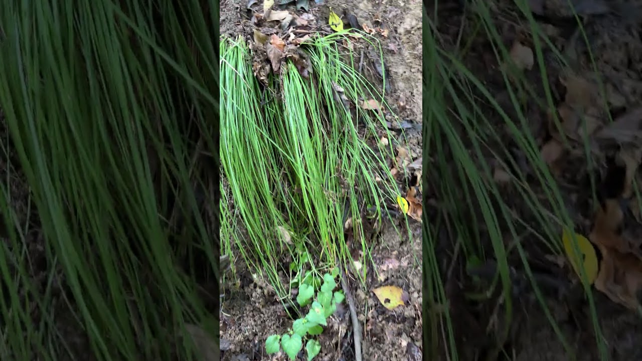 これはクマの足跡ですか？