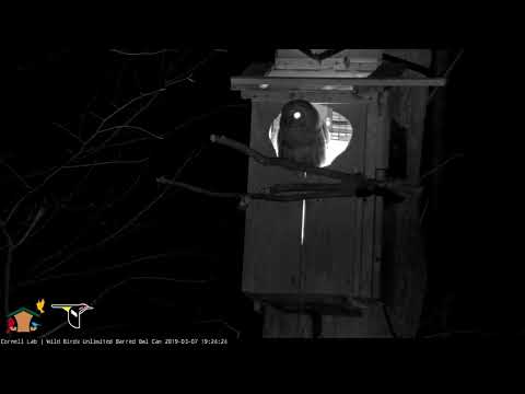 Prey Delivery & Hooting Duets (outside view) on the Barred Owl Cam