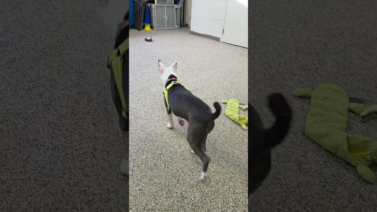 Enlarge Pip Squeak, a ADOPTABLE mixed breed in Nashua, NH video 4/6