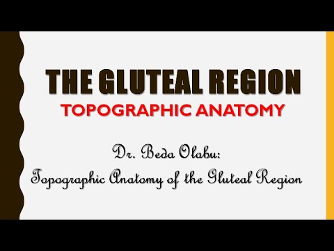 THE GLUTEAL REGION - TOGOGRAPHIC ANATOMY