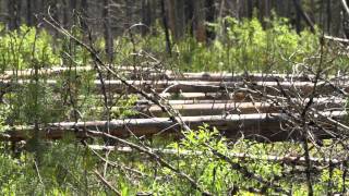 Trip video of the Old Flathead Ranger Station trail from west to east.