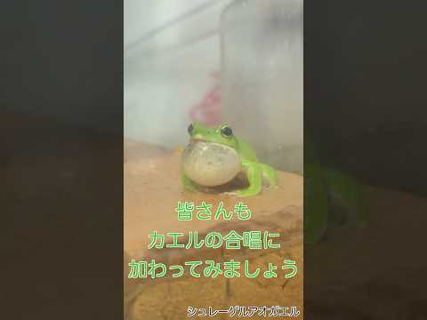 バイオデータサイエンス学科 カエルの合唱に“木彫り”でこっそり参加してみた【梅雨の風物詩】🐸