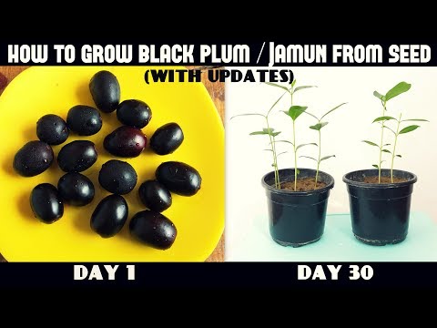 download lagu mp3 mp4 Jamun Tree Growth Rate, download lagu Jamun Tree Growth Rate gratis, unduh video klip Jamun Tree Growth Rate