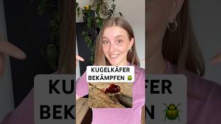🪲 Kugelkäferbefall erkennen & bekämpfen. Kugelkäfer loswerden mit Silberkraft!