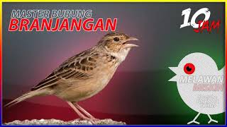 Download lagu Suara Masteran Burung Branjangan Jawa Gacor Full Durasi 10 Jam - Surga Hewan Langka Channel mp3