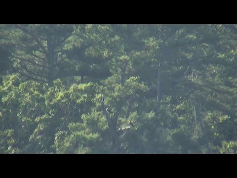 Audubon Hog Island Osprey Cam ~Family Time- All Three;  Bailey Flies Out & Returns 8.10.17