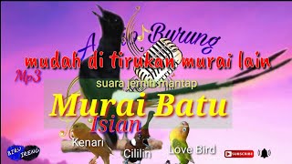 Download lagu Masteran Murai batu isian kenari dan cililin, murai isian lovebird, mudah ditirukan full mp3 mp3