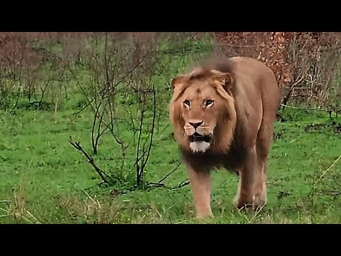 Beautiful Molibany Male Lion of Masaimara | 8 January 2026