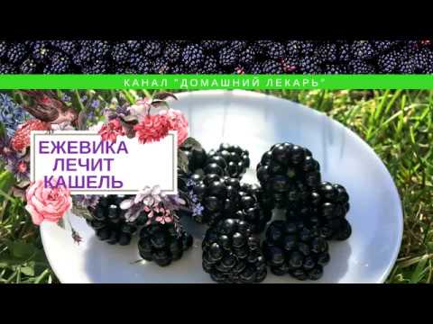 Полезные свойства ежевики - Домашний лекарь - выпуск №112