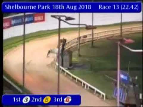 Magical Bale - BoyleSports Irish Greyhound Derby R1 HT 23
