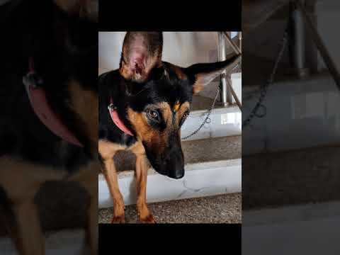 Dog Attitude, Drishtant the German shepherd dog, GSD Is very Smart Dog, Loyal Dog