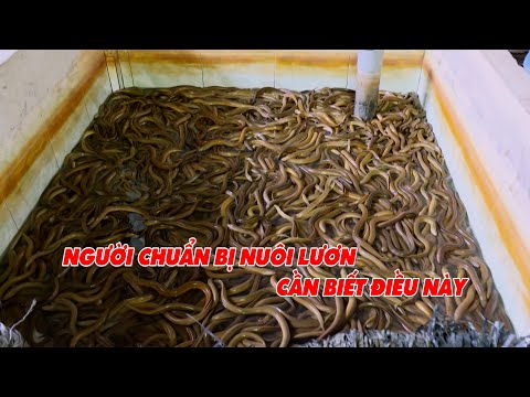 Người khởi nghiệp nuôi lươn cần phải biết điều này