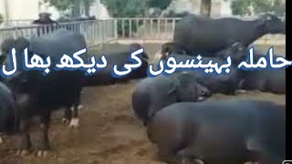 Beautiful pregnant nili Ravi jhotiyaan