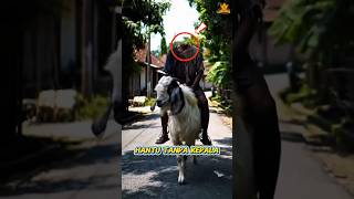Download lagu hantu tanpa kepala menunggangi seekor gajah‼️#shorts #shortvideo #horror mp3 Download lagu hantu tanpa kepala menunggangi seekor gajah‼️#shorts #shortvideo #horror mp3