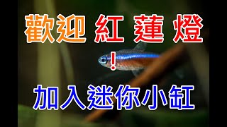迷你小缸新成員 | 小資迷你魚缸新增了三隻燈魚 | add three small fish | Cardinal Tetra