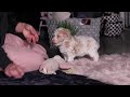 Miniature Poodle dogs for sale: Chloe - Video 1
