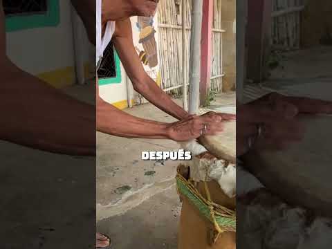 Pijiño del Carmen: Un Tesoro del magdalena colombiano #shorts