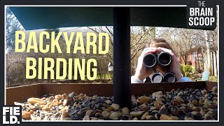 Backyard Birding: Feeder Cam!