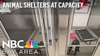 Several Bay Area Animal Shelters at Capacity
