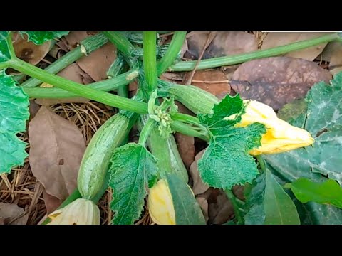 , title : 'Se sua abobrinha não segura os frutos veja esse vídeo.Por que jogar sementes de hortaliças na terra?'