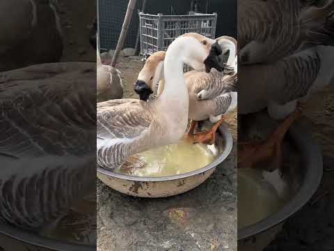 Duck in water pot duck water ducky maimuna animalfarming || Maimuna
