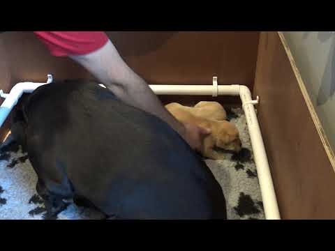 Worming Labrador Puppies with Panacur - 16 Days Old - How to worm your pup, pregnant dog in whelp