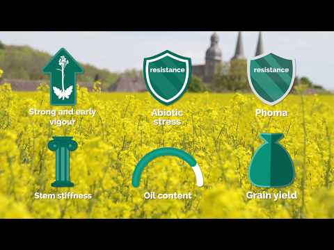 TuYV - The invisible danger and what can be done against it