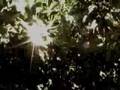 Saint Francis the Movie Exclusive Clip