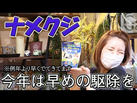 カタツムリやナメクジを追い払うにはどうすればいいですか？植物を救うおばあちゃんの治療法  庭園