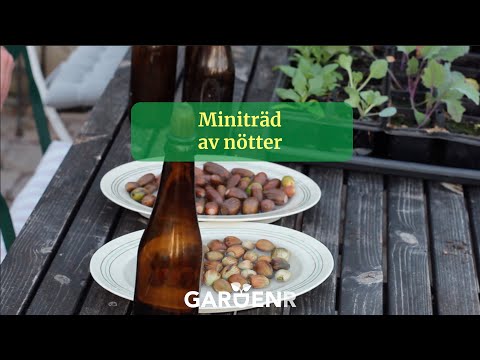 Miniträd av nötter - Trädgårdshacks med GardenR