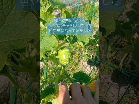 モグラコオロギの駆除方法 大規模な被害 巣の探索 成熟する前に若虫を破壊する