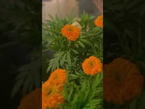 Kidilan meenukal | Vlog de comida do mercado de peixes de Dubai #dubai #família #comida #peixe ##restaurante #shorts