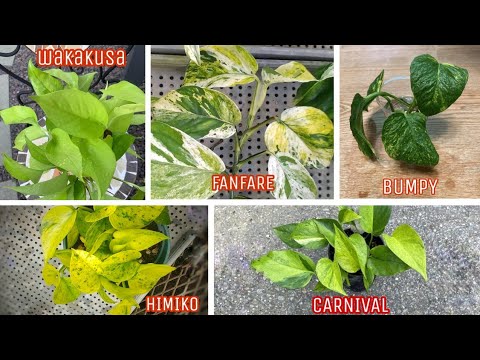 image-Are Pothos plants dangerous?