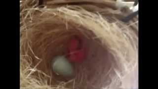 Download lagu Josterops breeding pleci mp3