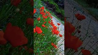 Download lagu 'San Francisco (Be Sure to Wear Flowers in Your Hair)' by Scott McKenzie mp3