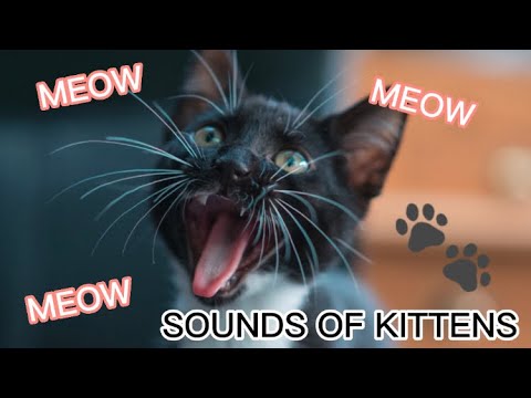 Kittens | Sounds of meowing kittens | Meow