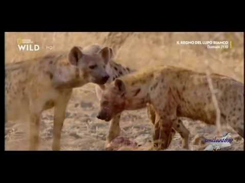 Africa Predatori letali II - 10 L'erede al trono